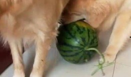 带你吃瓜之像狗的明星,带你揭秘那些像狗的明星们