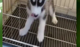 封印哈士奇带你吃瓜,一场奇妙的吃瓜之旅