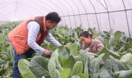 农村兄弟吃土瓜,共享田园生活的甜蜜滋味