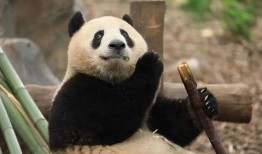 香果熊猫吃瓜,香果熊猫的夏日瓜果盛宴