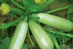 吃茭瓜坏处,揭秘茭瓜可能带来的五大坏处