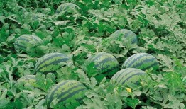 汾阳地下车库吃瓜,吃瓜群众的夏日休闲胜地