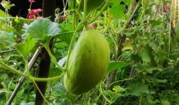 怎样吃砍瓜最好