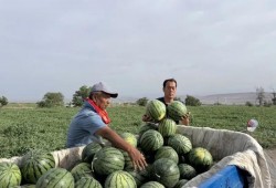 佤邦吃瓜,吃瓜也能吃出风情万种