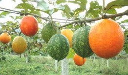 宝宝吃吊瓜怎么煮,简单煮法，营养美味两不误