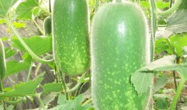 钮子瓜 可以吃吗,美味可口的食用指南