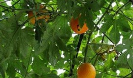 吊瓜叶鲤鱼吃吗,美味还是不宜食用之谜