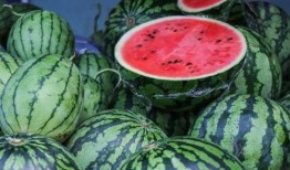 吨吨吨吃瓜,揭秘瓜界“吃货”的奇妙食旅