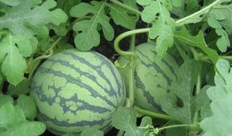 吃瓜王乔妹,娱乐圈幕后那些事儿