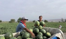 吨吨吨吃瓜,揭秘瓜界“吃货”的奇妙食旅