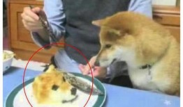 吃瓜改成吃狗头的名字,揭秘“吃狗头”背后的网络文化现象