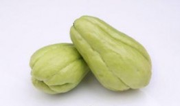 扶手瓜种子可以吃吗,可食用之谜揭晓