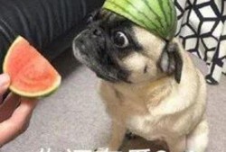 吃瓜猎狐,揭秘跨国追逃背后的故事