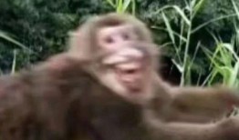 猴吃瓜表情包可爱,萌态可掬，欢乐无限