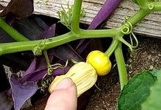 线瓜花可以吃,线瓜花的美味之旅