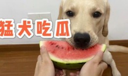 吃瓜改成吃狗头的名字,揭秘“吃狗头”背后的网络文化现象