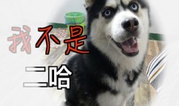 抖音吃瓜电钻哈士奇,电钻挑战哈士奇吃瓜，萌宠搞笑瞬间引网友爆笑