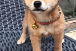 带你吃瓜之像狗的明星,带你揭秘那些像狗的明星们