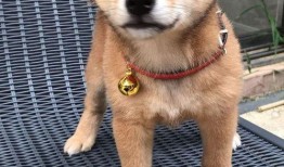 带你吃瓜之像狗的明星,带你揭秘那些像狗的明星们