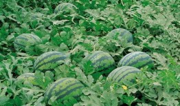 保洁拖地吃瓜,品味生活——保洁拖地吃瓜的悠闲时光