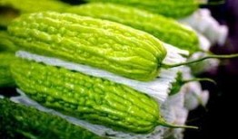 吃生瓜喝啤酒,生瓜啤酒畅饮之旅