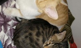 猫吃瓜原声,揭秘猫咪的神秘饮食习惯