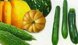 阖家吃瓜,共享瓜果时光