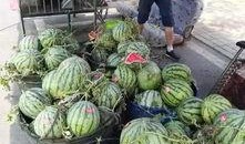 桃源新村吃瓜事件,邻里纠纷背后的社区风波