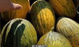 田瓜咋吃,解锁美味新体验