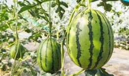 吃瓜群众的瓜不甜,揭秘“吃瓜群众”的瓜不甜之谜