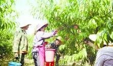 桃源新村吃瓜事件,邻里纠纷背后的社区风波