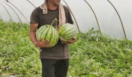 在单位被吃瓜,背后真相与反思