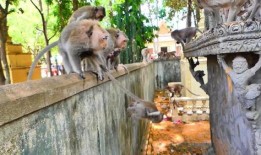 猴子吃瓜配音,笑料横生