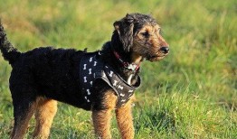 母狗吃山瓜吗,探究它们是否吃山瓜