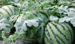 吃瓜的鉴定方法