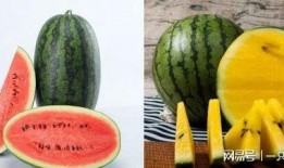 小瓜可以怎样吃,创意吃法大盘点