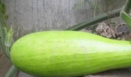 怎样吃砍瓜最好