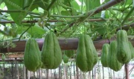 扶手瓜种子可以吃吗,可食用之谜揭晓