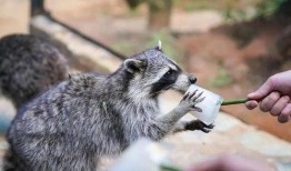 吃瓜浣熊,揭秘动物界的“美食评论家”