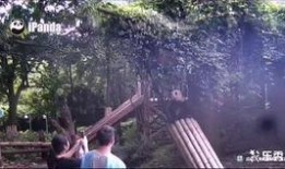 夏树吃瓜,瓜香四溢的悠闲时光