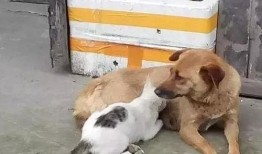 母狗吃山瓜吗,探究它们是否吃山瓜