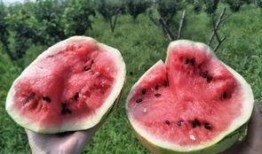 吃瓜群众怎么投稿