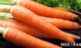 吃瓜不如吃番茄,吃出健康，品味生活