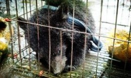 吃瓜小熊尼泊尔,探秘神秘国度的美味与风情