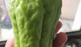 日本木纹瓜怎么吃,日本木纹瓜的多样食法探索