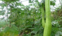 怎样吃砍瓜最好