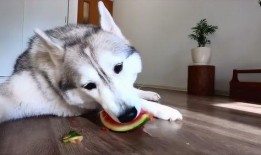 抖音吃瓜电钻哈士奇,电钻挑战哈士奇吃瓜，萌宠搞笑瞬间引网友爆笑