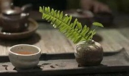 喝茶别吃瓜,品茗与赏瓜的和谐之旅