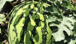 消夏吃瓜季,夏日清凉美食之旅