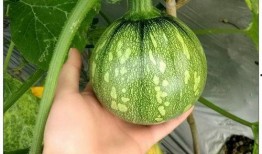 保洁拖地吃瓜,品味生活——保洁拖地吃瓜的悠闲时光